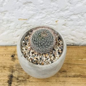 Cactus Plant Cement Plant Top