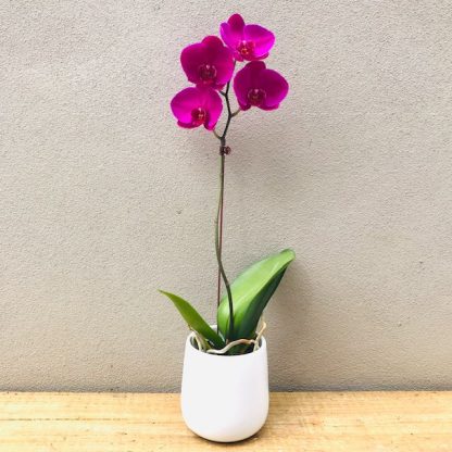 Orchid Plant Gift in White ceramic Pot