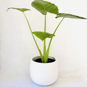 Alocasia Plant Brisbane