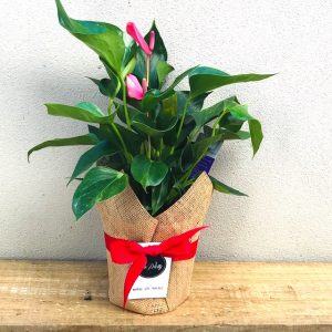 Flamingo Flower Gift Wrapped