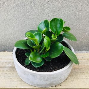 Peperomia in cement pot