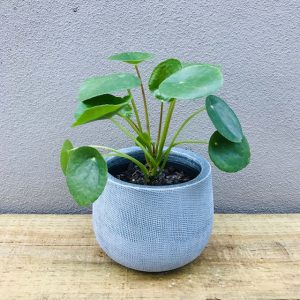Chinese Money Plant in a textured grey pot