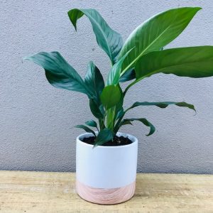 Peace Lily in a two toned pot