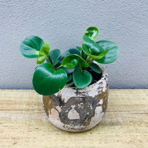 peperomia in cement pot with gold