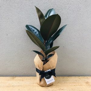 Burgundy Rubber Plant Wrapped in Hessian