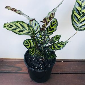 Peacock Plant Gift