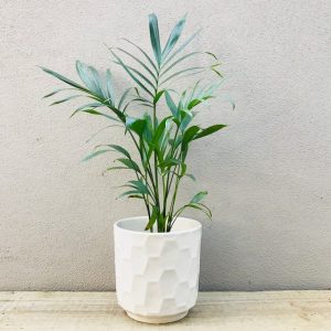 Palm Gift - White Pot