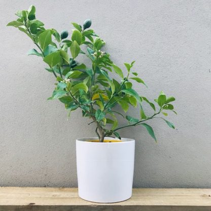 Lemon Tree in a white ceramic pot gift