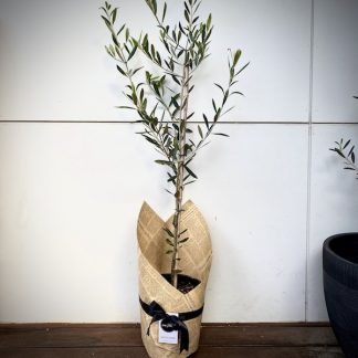 Olive Tree Delivered Brisbane