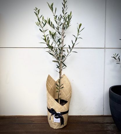 Olive Tree Delivered Brisbane
