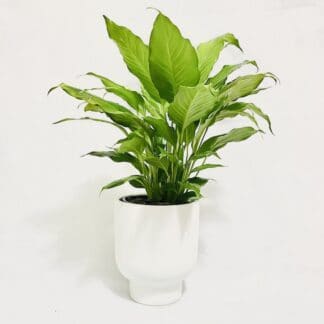 Peace Lily Plant in White Pot