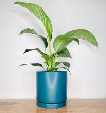 Peace Lily Green Forest Pot