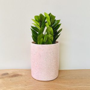 zz plant in pink pot delivered