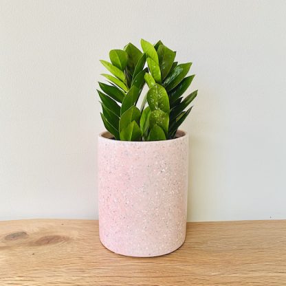 zz plant in pink pot delivered