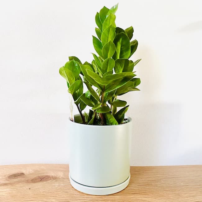 ZZ Plant in Dakoda Pot - Sage Sold Out Blush Pot Available